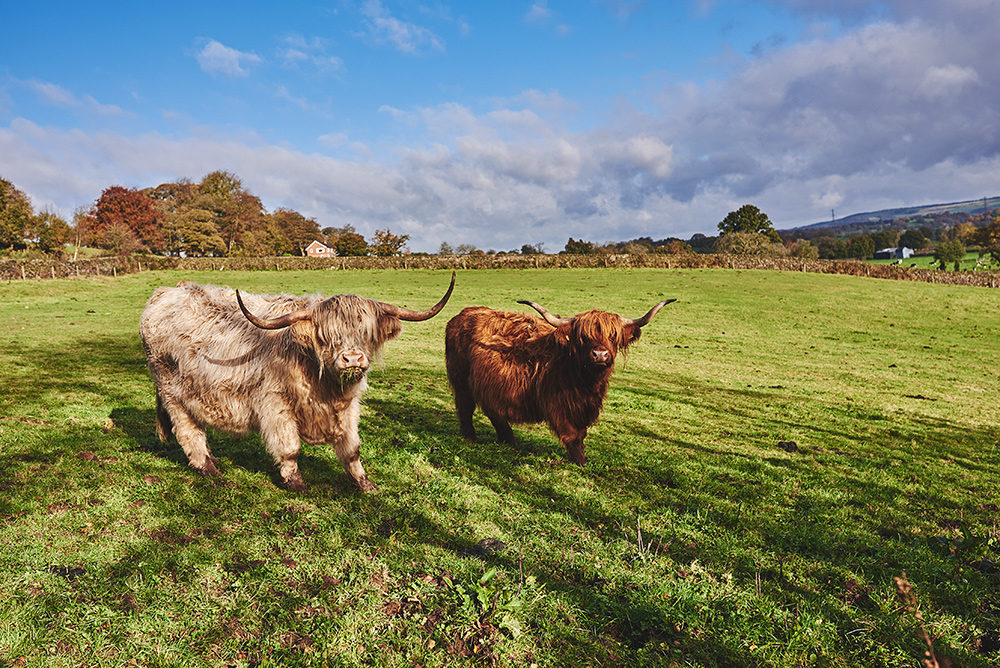 The Highland cattle at The Ashes Barns Wedding Venue in Staffordshire